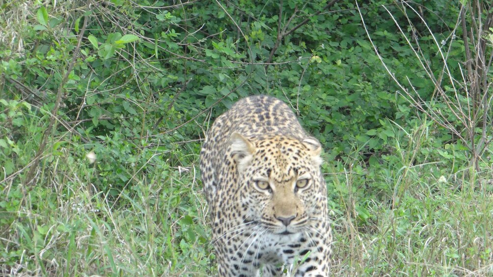 Un leopardo in una zona erbosa con fitta vegetazione sullo sfondo. 3