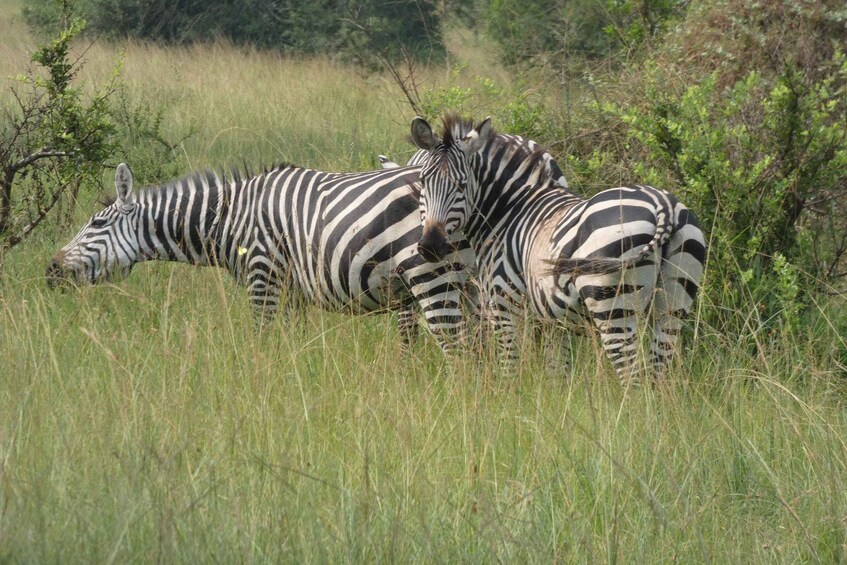Due zebre in un prato erboso con alberi sullo sfondo. 1