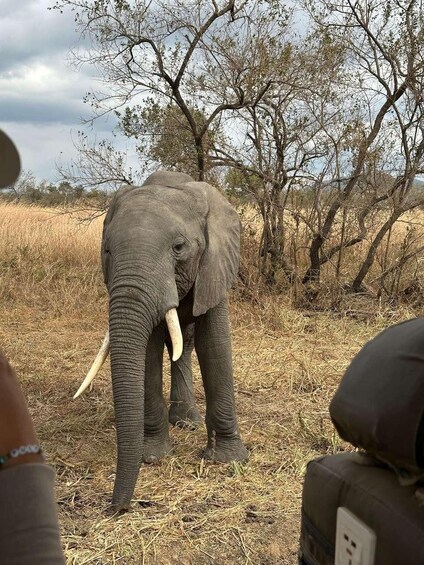 En elefant i et tørt græsland med få træer. 3