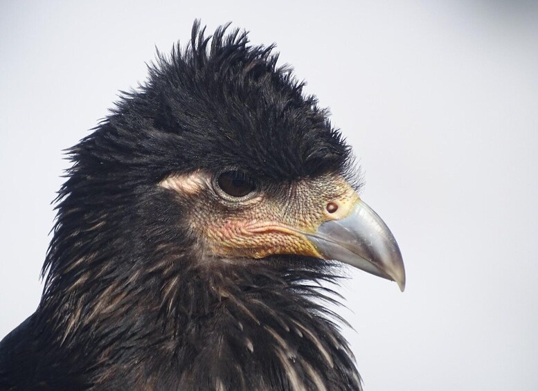 A close-up of a bird with a black head and a sharp beak. 4