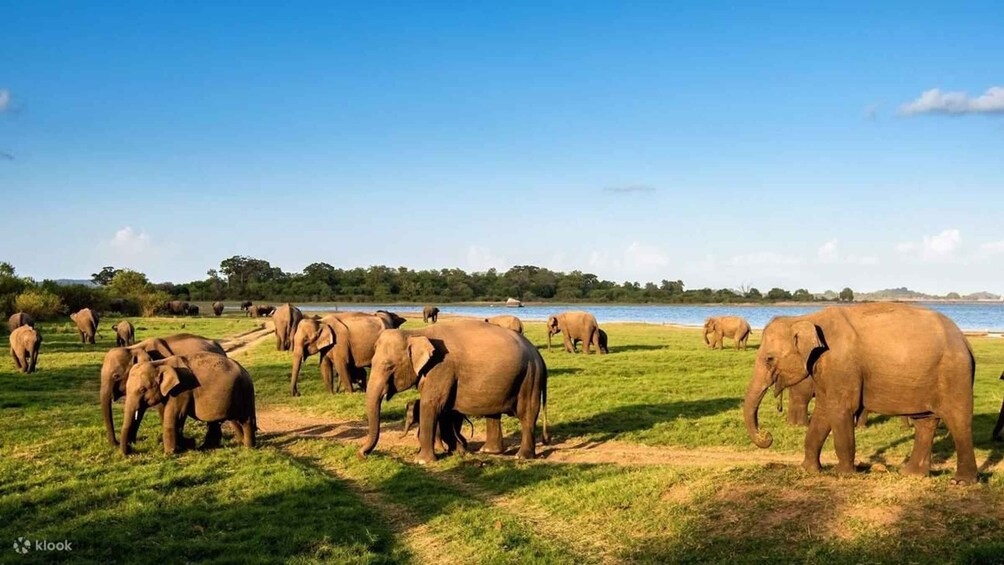Picture 3 for Activity Wildlife Sri Lanka: 10-Day All-Inclusive Luxury Tour 4