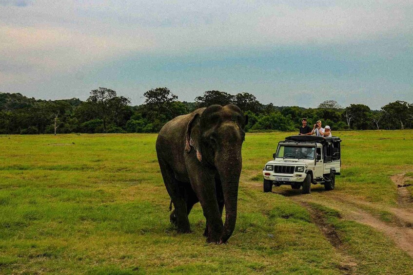 Picture 4 for Activity Wildlife Sri Lanka: 10-Day All-Inclusive Luxury Tour 2