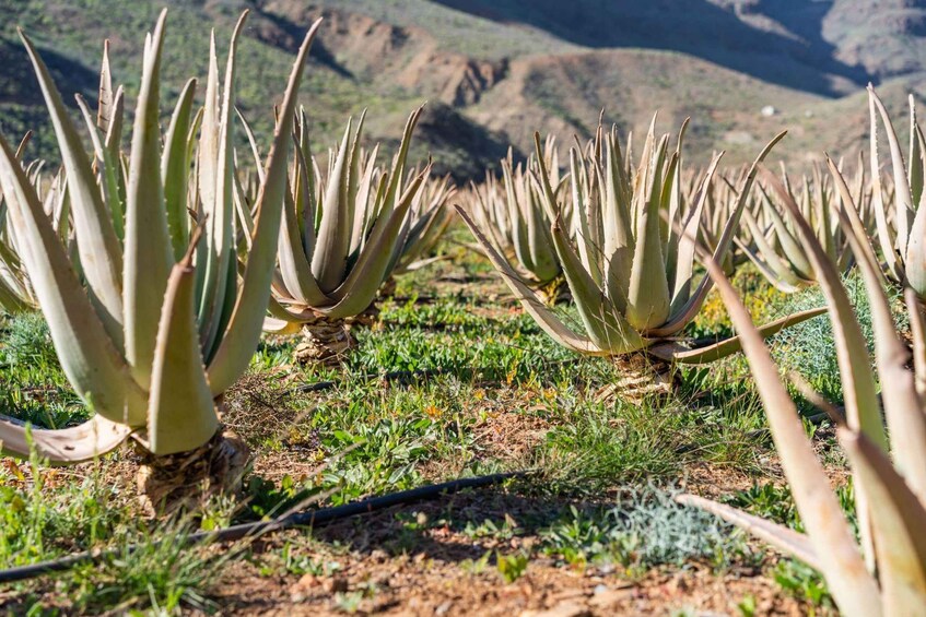 Picture 3 for Activity Gran Canaria Peaks: Firgas, Teror, Aloe Vera tour 3