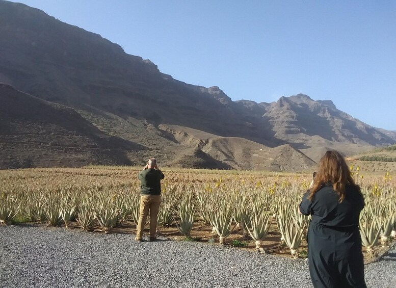 Picture 6 for Activity Gran Canaria Peaks: Firgas, Teror, Aloe Vera tour 4