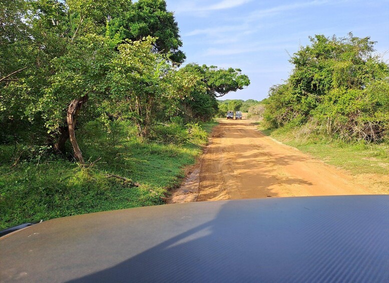 A dirt road flanked by dense green foliage, leading to a distant vehicle. 4