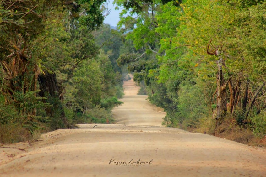 A dirt road flanked by dense green foliage. 3