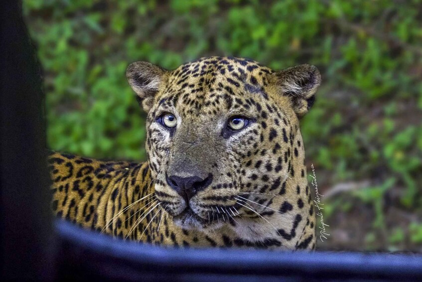 A leopard with a spotted coat and a focused gaze. 1
