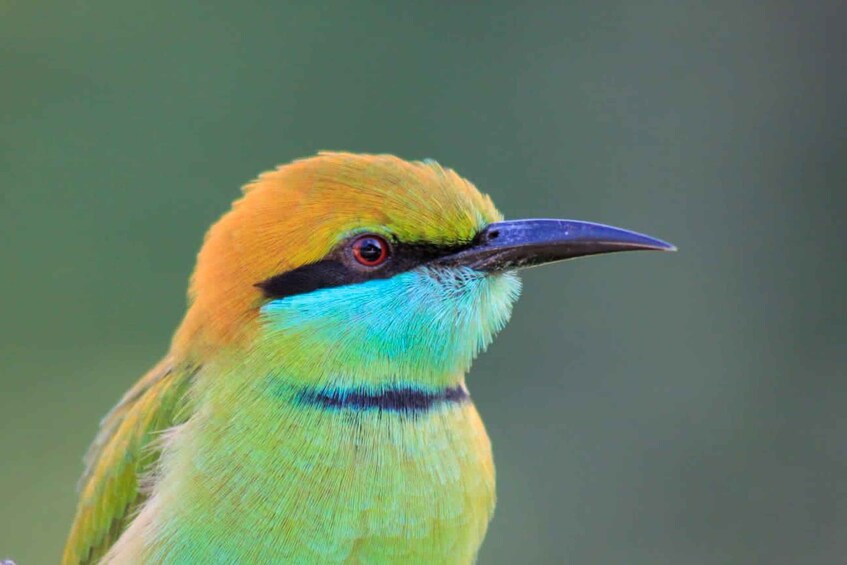 A bird with green and yellow feathers and a black beak. 5