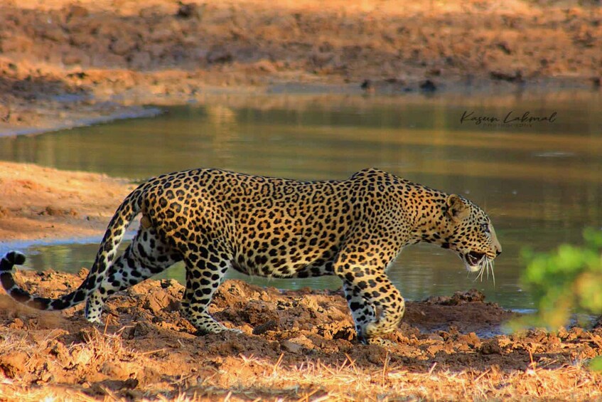 A leopard walking near a water body. 2