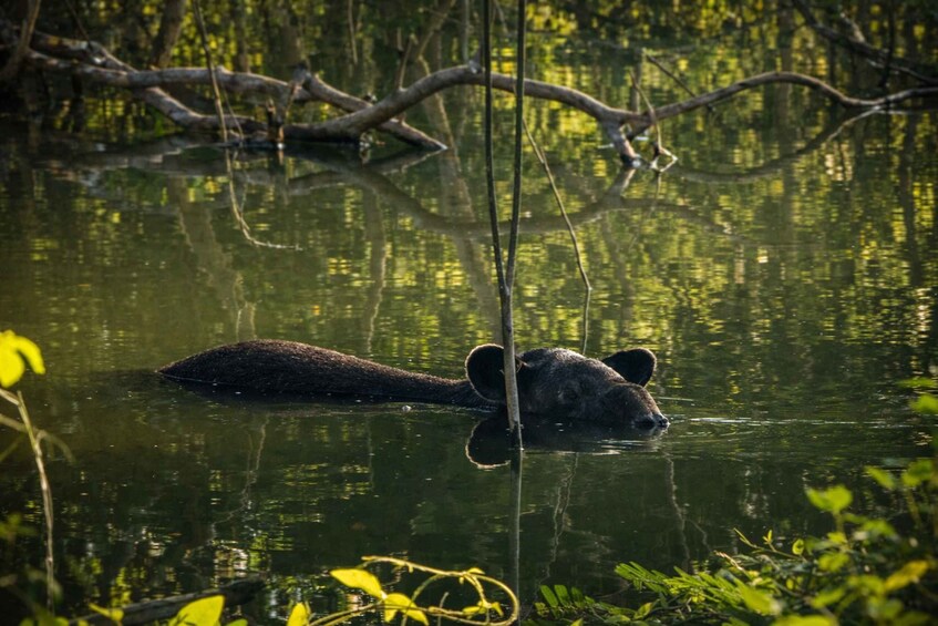 A bear swimming in a forested water body. 5