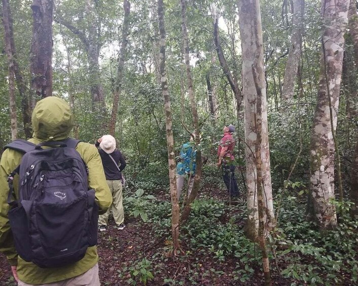 A group of hikers in a dense forest with tall trees and underbrush. 4