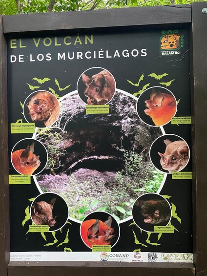 A poster with a volcano and various bat species. 2