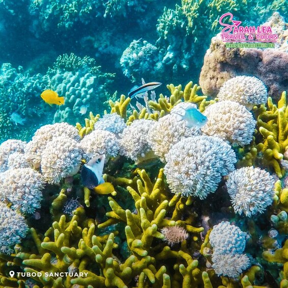 Siquijor: Island Adventure Day Trip with Snorkeling & Falls 1