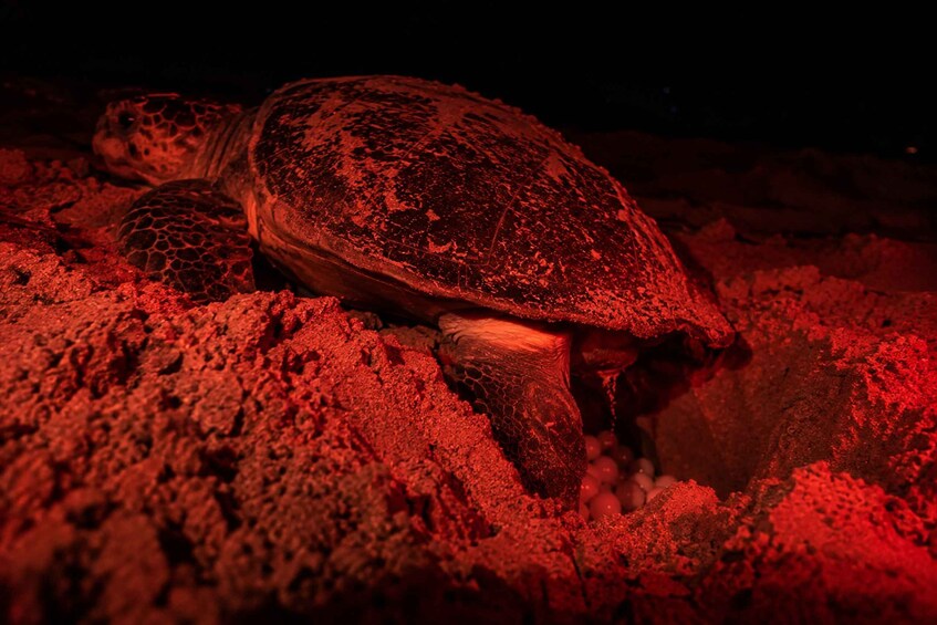 A turtle on a sandy surface with a red light. 1