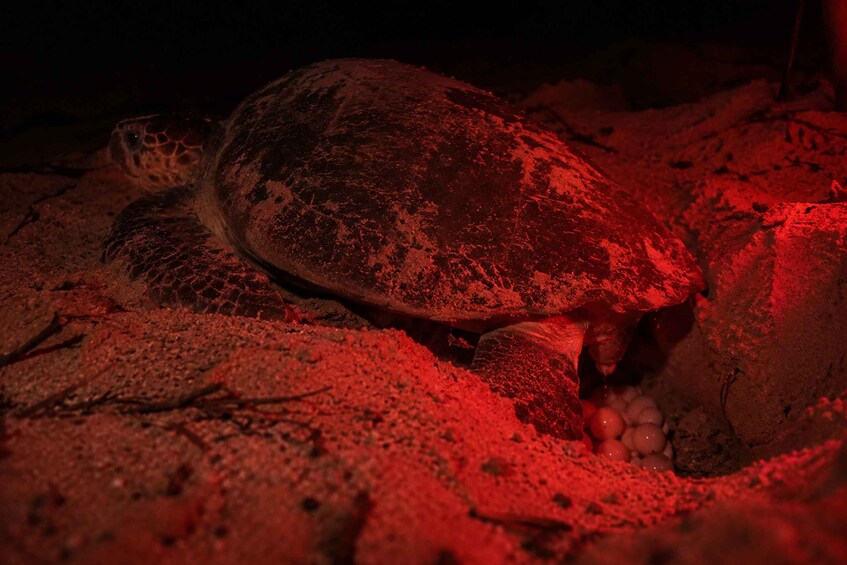 A turtle with eggs on a sandy surface. 2