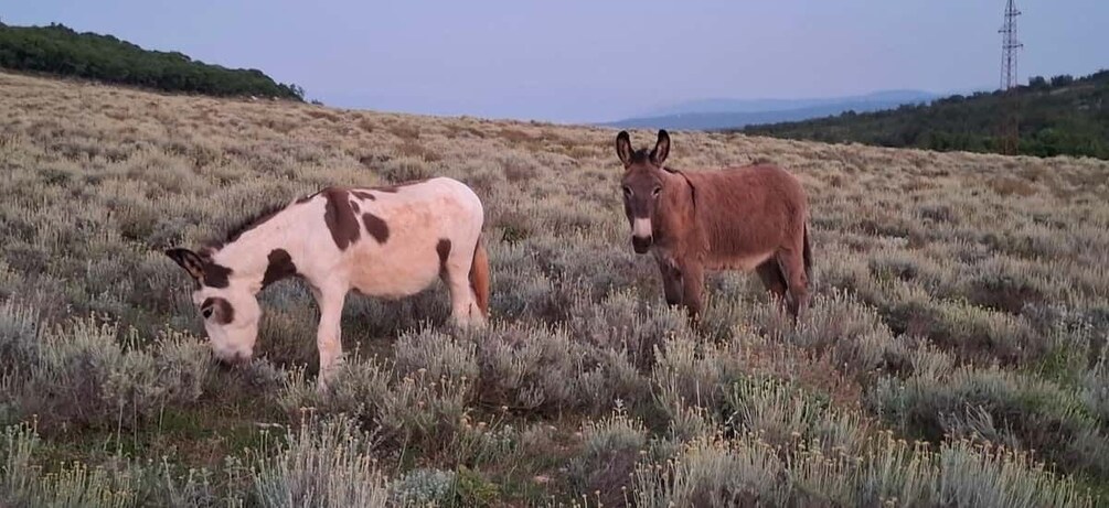 Picture 23 for Activity Immortelle Farm Tour with Donkeys and Distillery 4