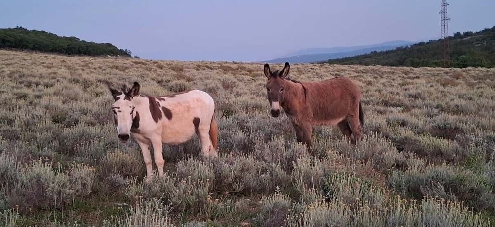 Picture 22 for Activity Immortelle Farm Tour with Donkeys and Distillery 5