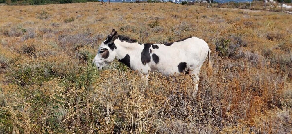 Picture 24 for Activity Immortelle Farm Tour with Donkeys and Distillery 3