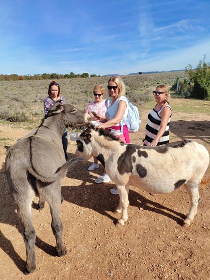 A group of people interacting with a camel in a dry, open landscape. 1