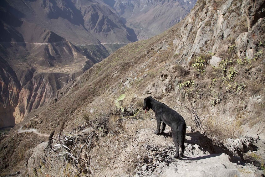 A black dog standing on a rocky hillside with a mountainous landscape in the background. 5