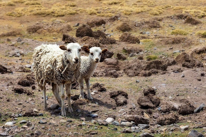 Two sheep standing on rocky terrain with sparse vegetation. 3