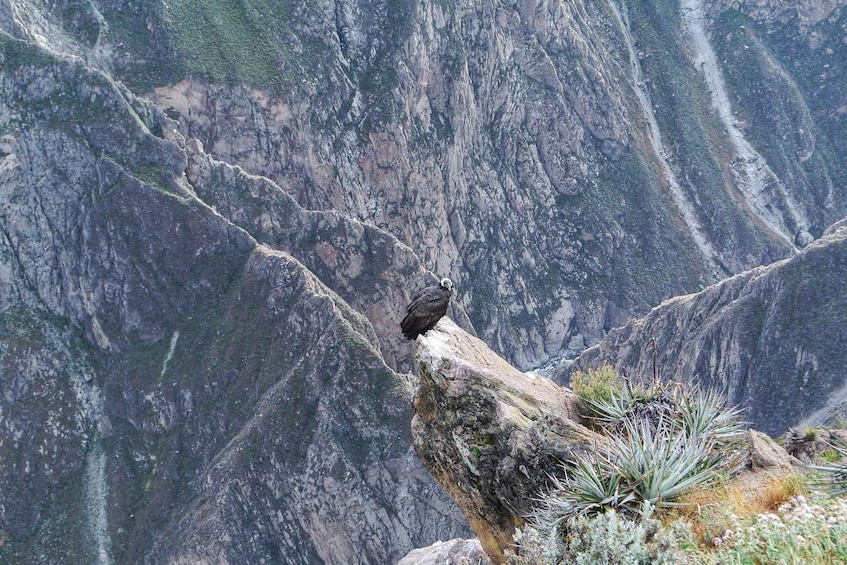 A bird perched on a rock with a mountainous landscape in the background. 2