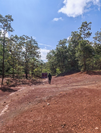 Ein Feldweg, auf dem eine Person aus der Bildmitte geht, umgeben von Bäumen und einem klaren Himmel. 3