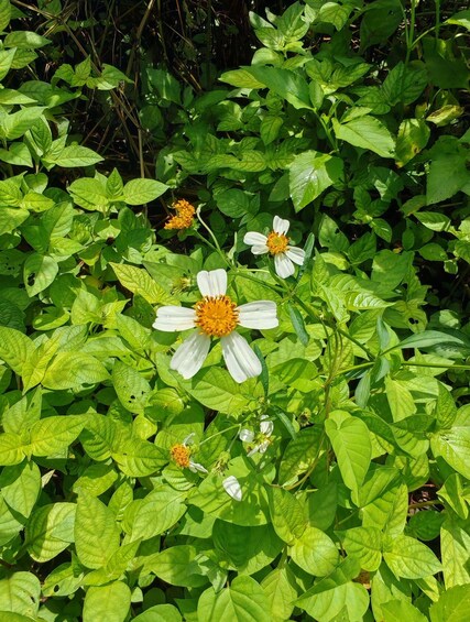 Ein Garten mit üppigem Grün und weißen Blüten mit gelben Kernen. 4
