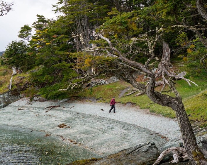 USHUAIA: TIERRA DEL FUEGO NATIONAL PARK AND END OF THE WORLD TRAIN (OPTIONAL) 1