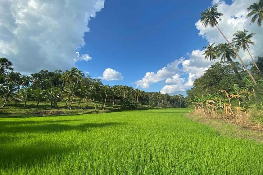 Picture 2 for Activity Bohol Candijay Rice Terraces, Water Falls & Anda Beach 3