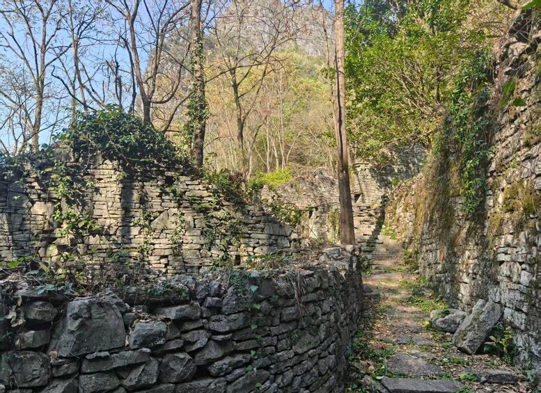 A stone wall in a forested area with trees and greenery. 5