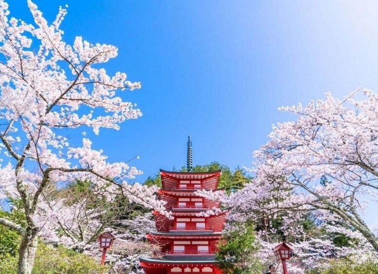 A traditional Japanese pagoda surrounded by cherry blossom trees. 2