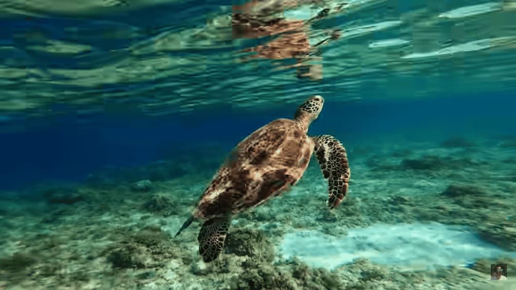 A sea turtle swimming underwater. 2