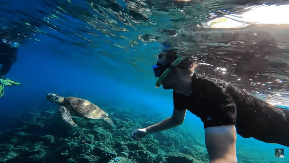 A diver swimming with a sea turtle underwater. 1
