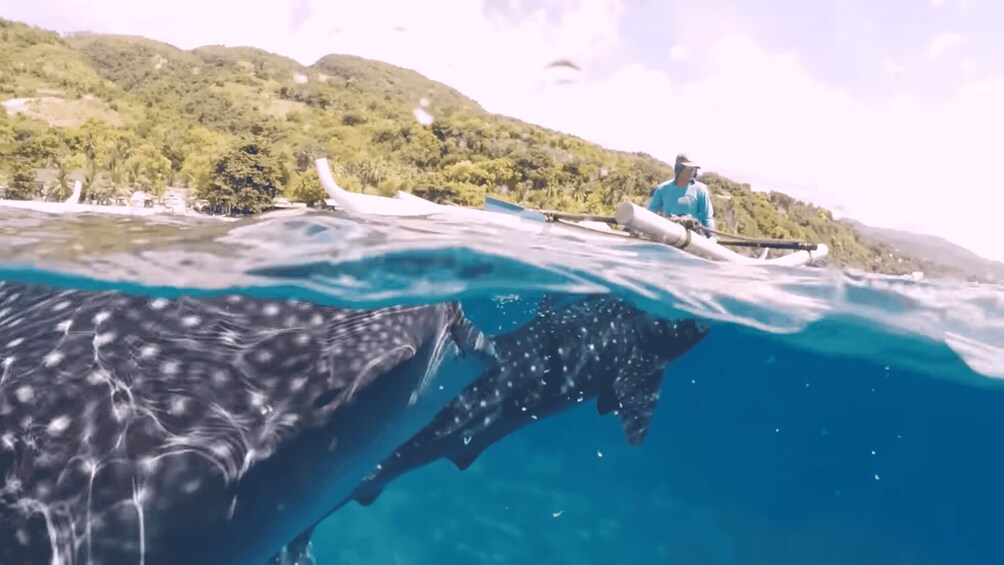 Picture 29 for Activity Cebu: Oslob Whale Shark and Moalboal Snorkeling Adventure 4