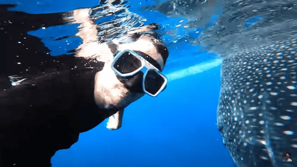 A person snorkeling underwater with a whale shark visible above. 5