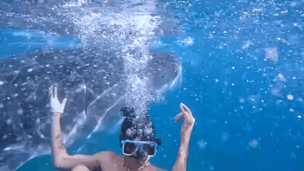 Picture 18 for Activity Cebu: Oslob Whale Shark and Moalboal Snorkeling Adventure 5
