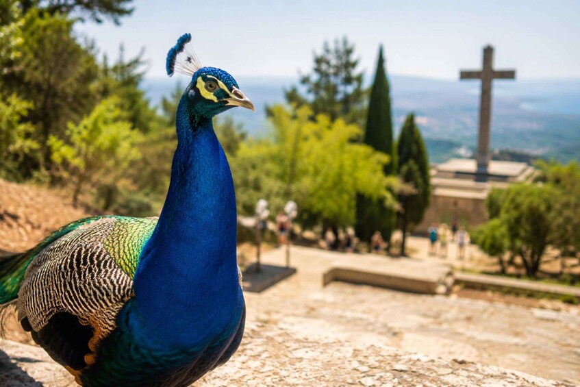 A peacock with a blue and green plumage, a cross, and a church in the background. 3