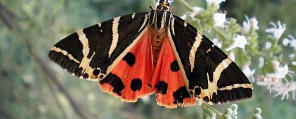 A butterfly with black, white, and red wings on a plant. 1