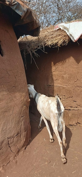 A goat near a mud house with a straw roof. 4