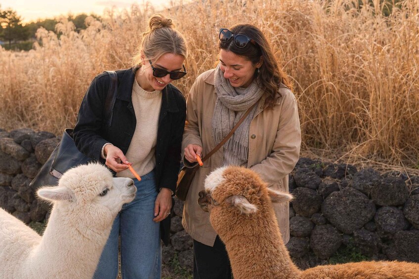 Two people interacting with alpacas in a field with a stone wall in the background. 3
