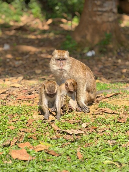 Picture 15 for Activity Khao Lak: James Bond Island, Canoeing, Ancient Cave Temple 2