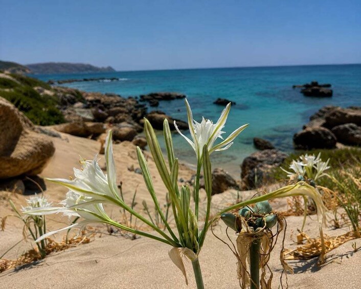 A coastal landscape with white flowers, sandy beach, and rocky outcrops. 2