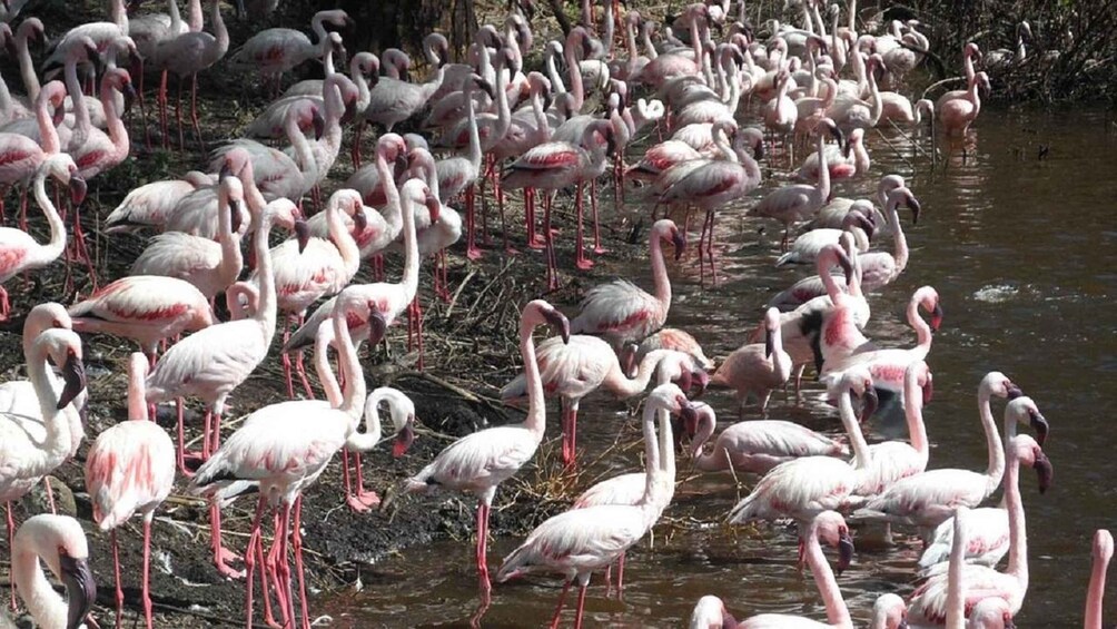 Picture 9 for Activity Crater Lake Game Sanctuary and Lake Naivasha Day Trip 5