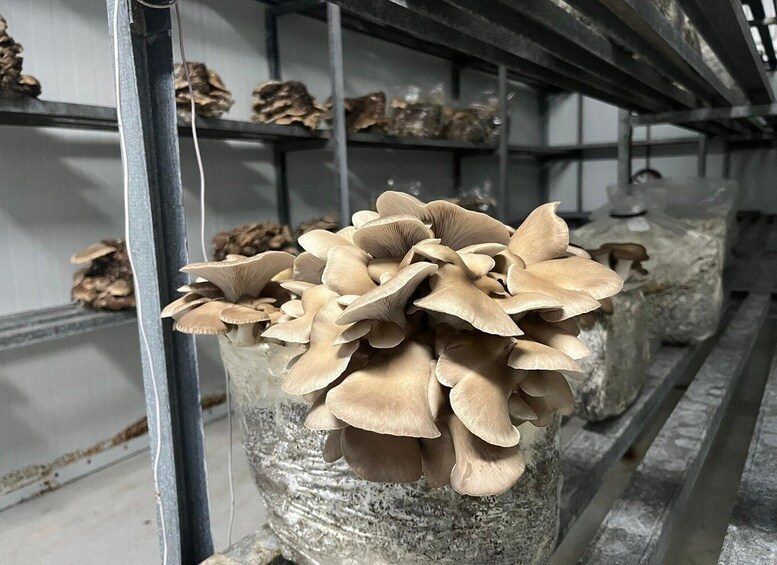 Picture 6 for Activity From Farm to Plate: Guided Mushroom Tour & Tasting 3