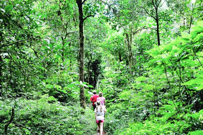 A forest path with dense green foliage and a person walking with a child. 5