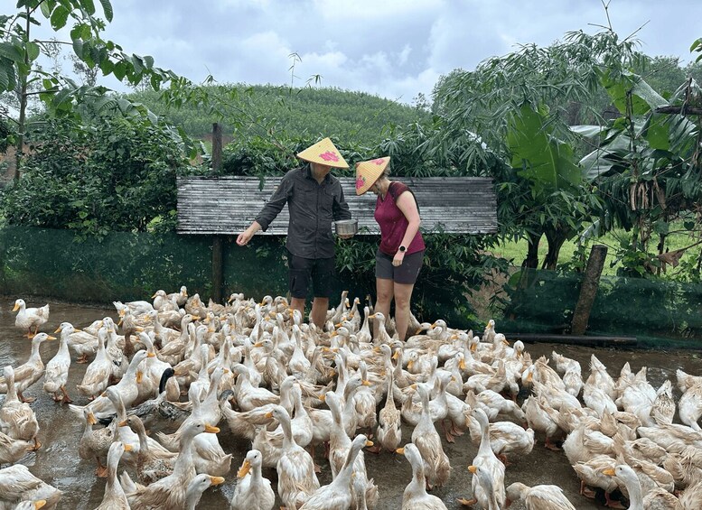 Two people feeding ducks in a farm setting with a green fence and trees in the background. 2