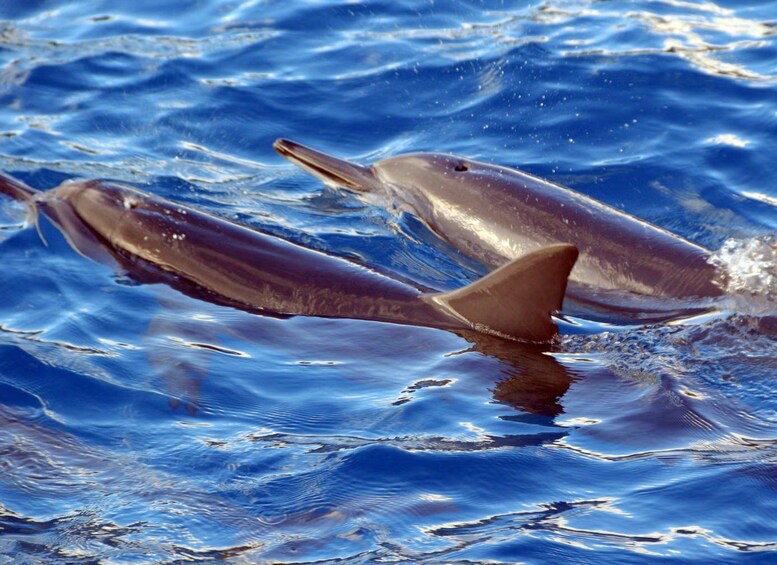 Picture 39 for Activity Oahu: 3 Ziplines & All-Inclusive Dolphin Watch Snorkel Cruise 4