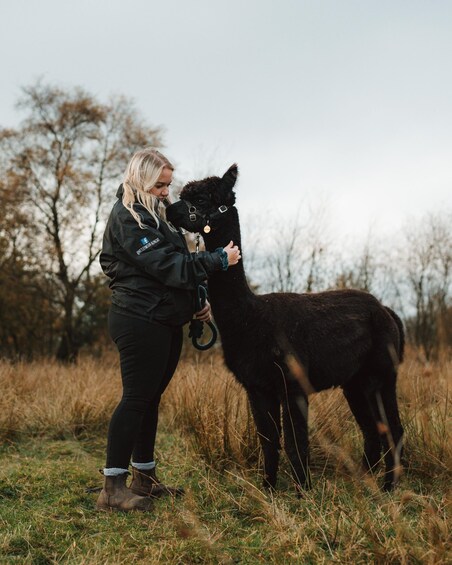A person with a black alpaca in a grassy field. 1