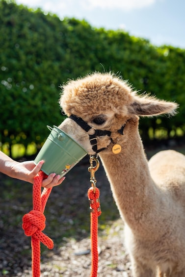A llama drinking from a green bucket. 3